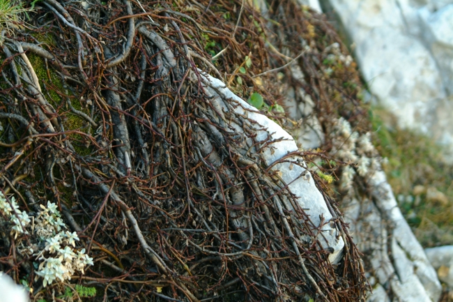 pianta sconosciuta - cfr. Rhamnus pumila